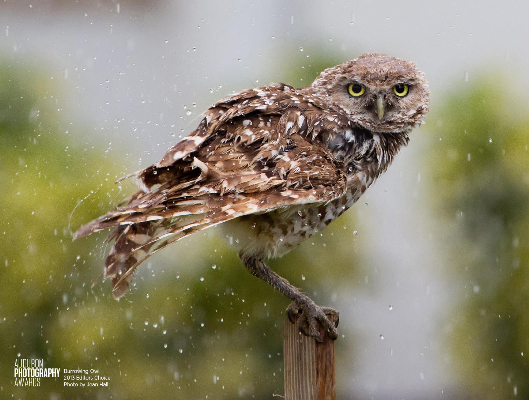Audubon Society Photo